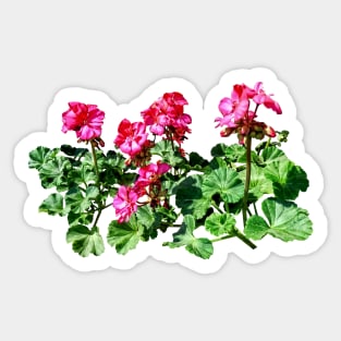 Geraniums In a Row Sticker